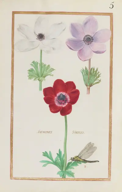 Enkla anemoner av Daniel Rabel