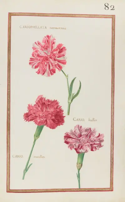 Cariophillata tornacensis ; cario. hullot ; cario. morillon av Daniel Rabel