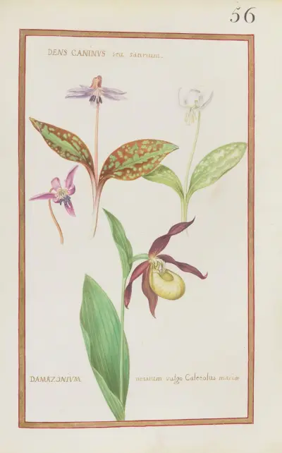 Dens caninus seu satirium ; damazonium notatum vulgo calceolus mariae von Daniel Rabel