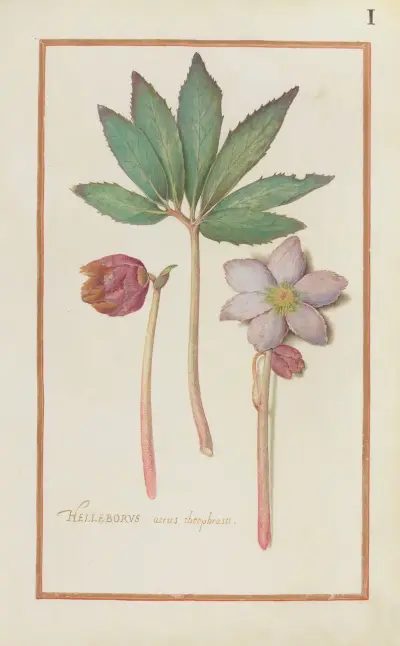 Helleborus verus theoprastii av Daniel Rabel