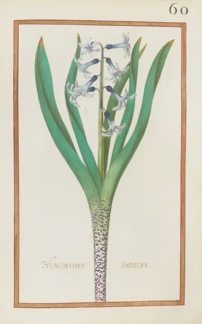 Hyacinthus indicus av Daniel Rabel