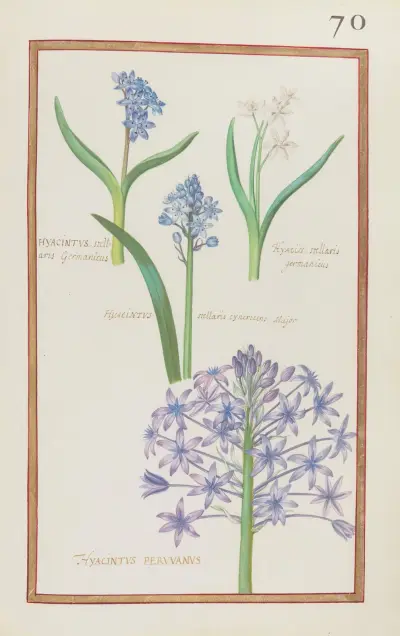Hyacinthus stellaris germanicus ; hyacin. stellaris germanicus ; hyacinthus stellaris cynericeus major ; hyacintus peruvanus av Daniel Rabel