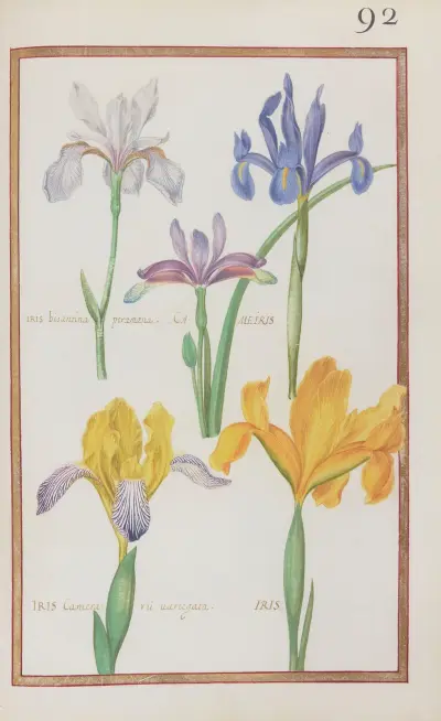 Iris bisantina peramoena ; cameiris ; iris camerarii variegata ; iris av Daniel Rabel