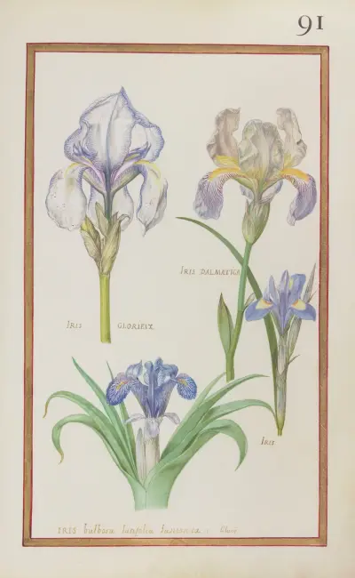 Iris dalmatica ; iris glorieux ; iris ; iris bulbosa latifolia lusitanica. I. Clussi av Daniel Rabel