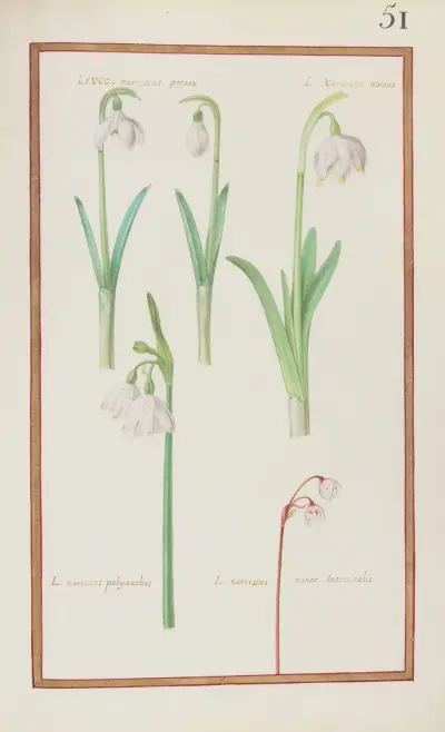 Leuco narcissus precox ; L. narcissus vernus ; L. narcissus polyanthos ; L. narcissus minor autumnalis av Daniel Rabel