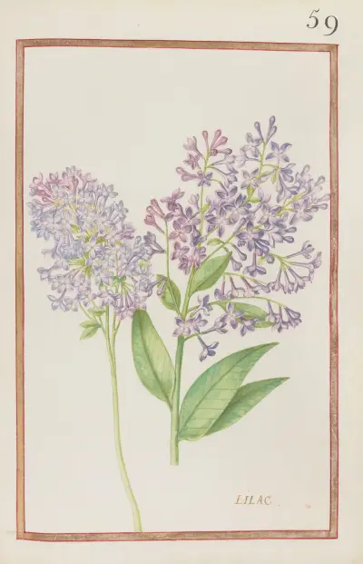 Lilac av Daniel Rabel