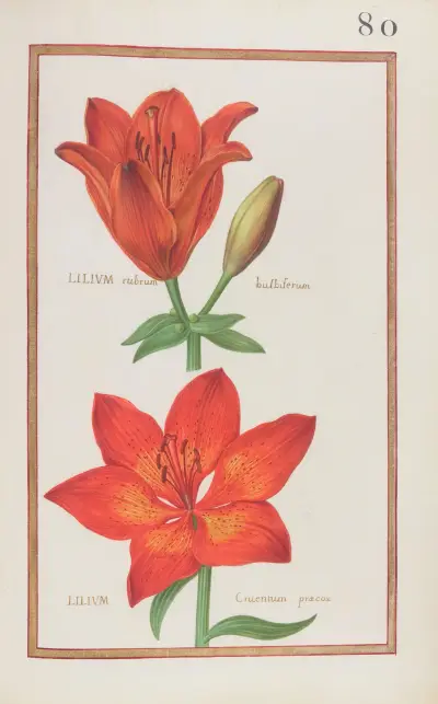 Lilium rubrum bulbiferum ; lilium cruentum praecox av Daniel Rabel