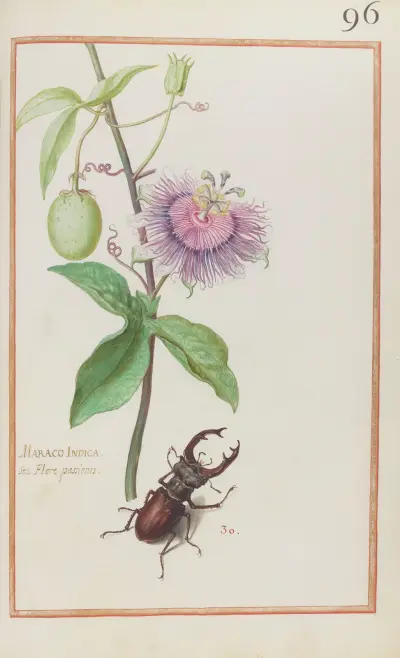 Maraco indica seu flore passionis av Daniel Rabel