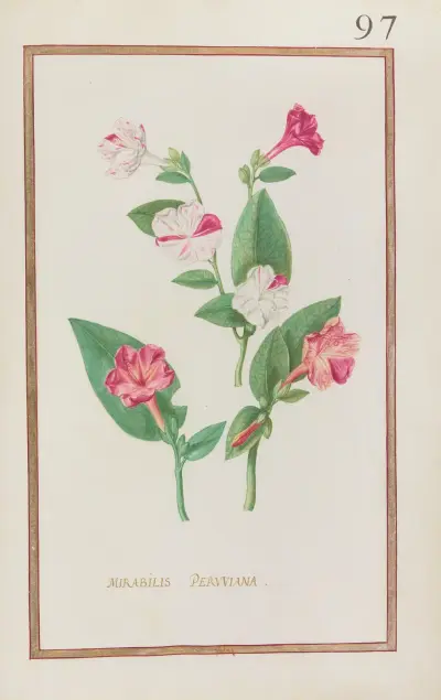Mirabilis peruviana av Daniel Rabel
