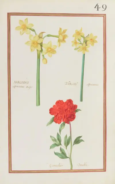 Afrikansk narciss och fylld granatblomma av Daniel Rabel