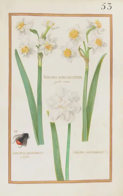 Narcissus albus multiplex medio croceus ; narcissus calcedonicus multiplex ; narcissus calcedonicus av Daniel Rabel