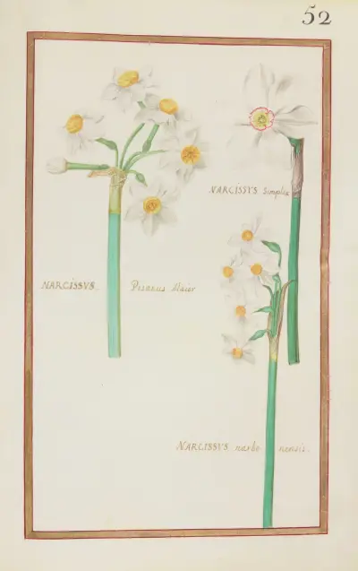 Narcissus simplex ; narcissus pisanus maior ; narcissus narbonensis av Daniel Rabel