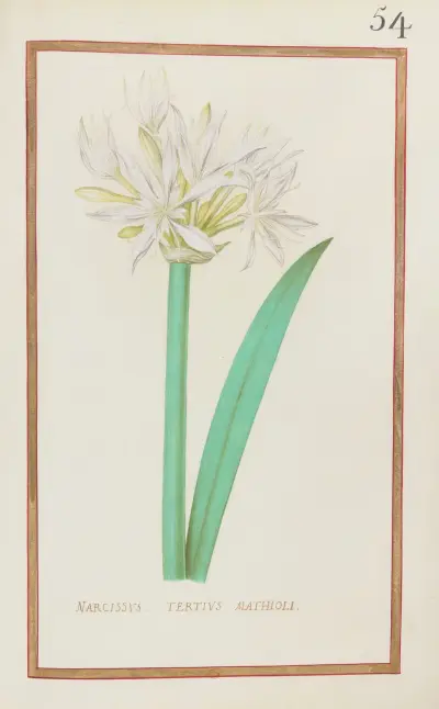 Narcissus tertius mathioli av Daniel Rabel