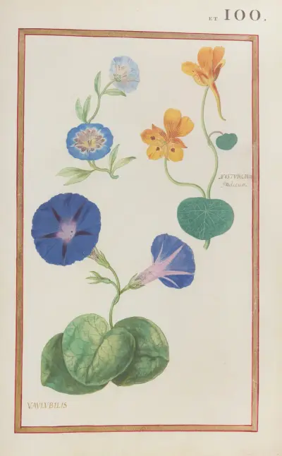 Nasturcium indicum ; vaulubilis av Daniel Rabel