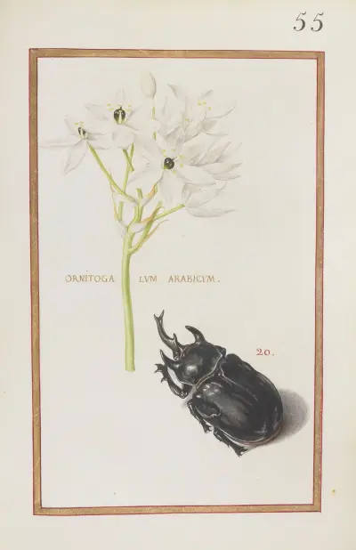 Ornitogalum arabicum av Daniel Rabel