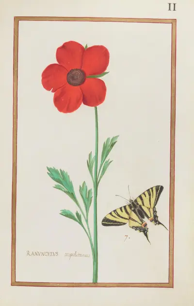 Ranunculus tripolitanus av Daniel Rabel