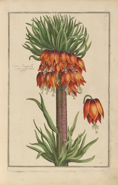 Theatrum florae Pl. 03 von Daniel Rabel