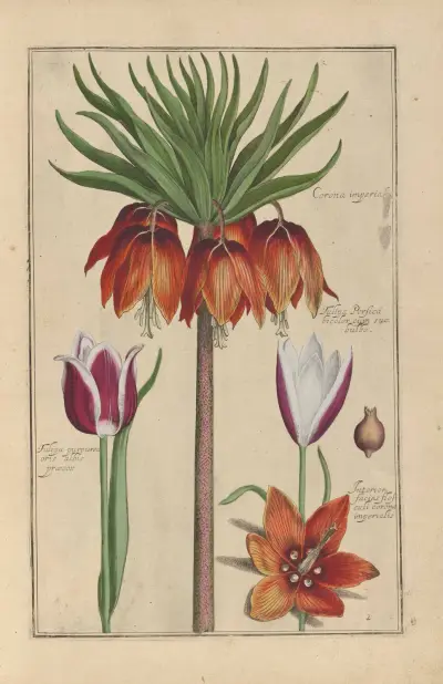 Theatrum florae Pl.04 av Daniel Rabel