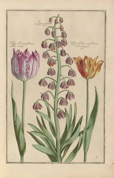 Theatrum florae Pl.05 av Daniel Rabel