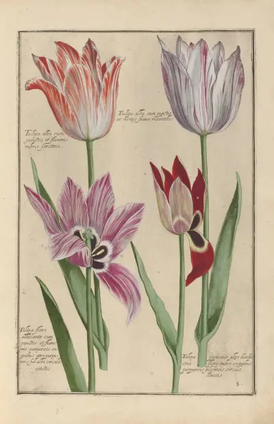 Theatrum florae Pl.07 av Daniel Rabel