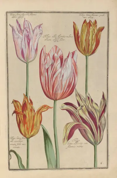 Theatrum florae Pl.08 av Daniel Rabel