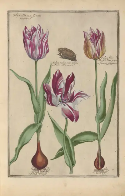 Theatrum florae Pl.09 av Daniel Rabel