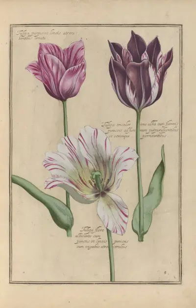 Theatrum florae Pl.10 av Daniel Rabel
