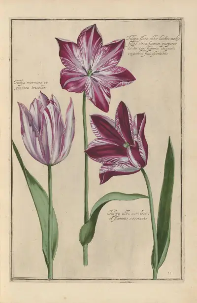 Theatrum florae Pl.13 av Daniel Rabel