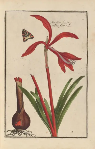 Theatrum florae Pl.14 av Daniel Rabel