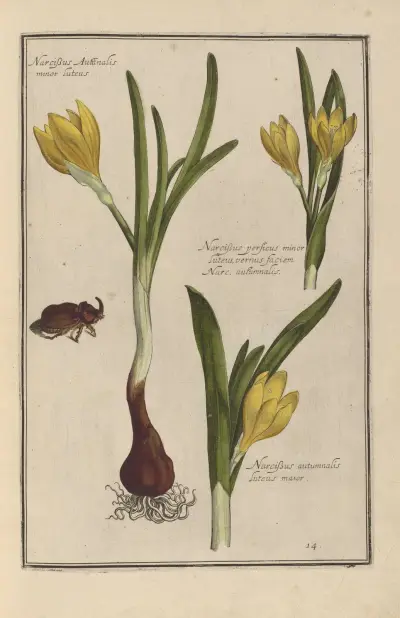 Theatrum florae Pl.16 av Daniel Rabel