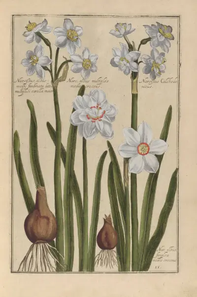 Theatrum florae Pl.17 av Daniel Rabel