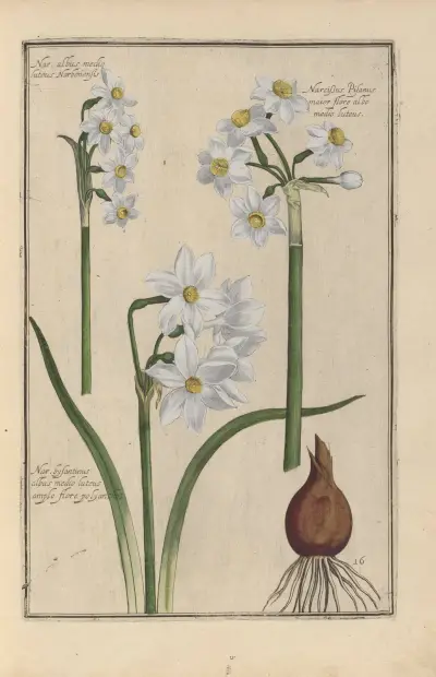 Theatrum florae Pl.18 av Daniel Rabel