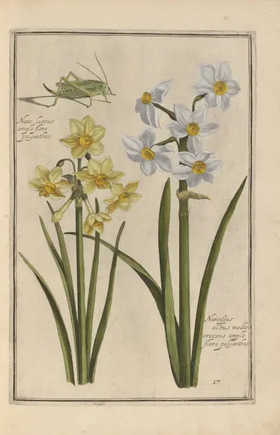 Theatrum florae Pl.19 av Daniel Rabel