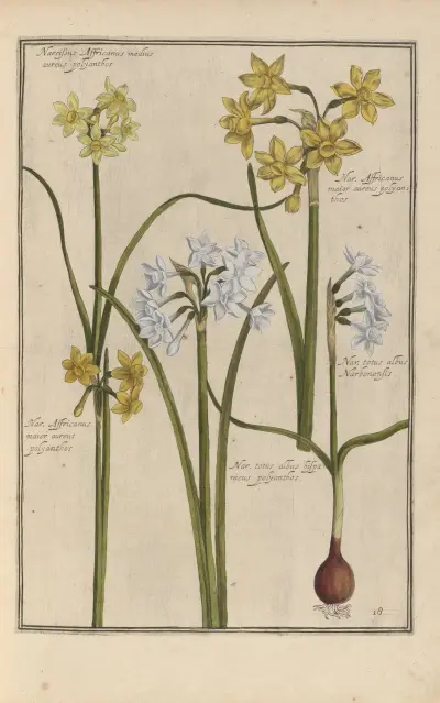 Theatrum florae Pl.20 av Daniel Rabel