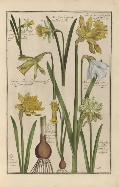 Theatrum florae, Taf. 22 von Daniel Rabel