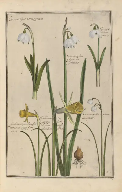 Theatrum florae Pl.23 av Daniel Rabel