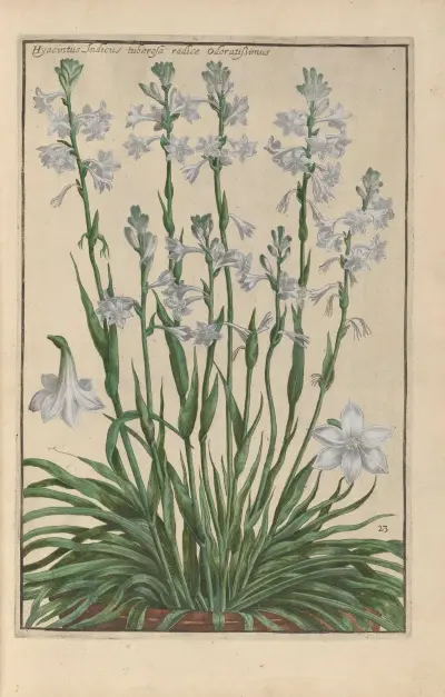 Theatrum florae Pl.25 av Daniel Rabel
