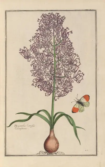Theatrum florae Pl.27 av Daniel Rabel