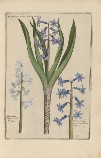 Theatrum florae Pl.28 av Daniel Rabel
