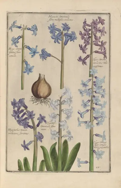 Theatrum florae Pl.29 av Daniel Rabel
