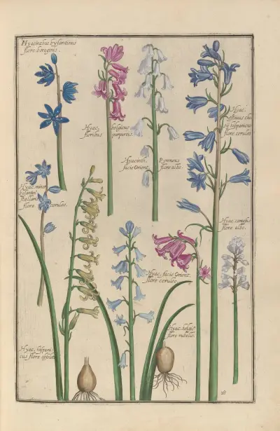 Theatrum florae pl. 30 av Daniel Rabel