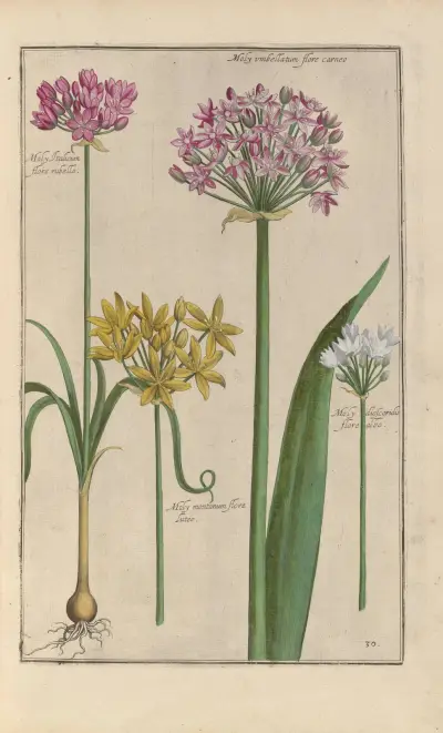 Theatrum florae Pl.32 av Daniel Rabel