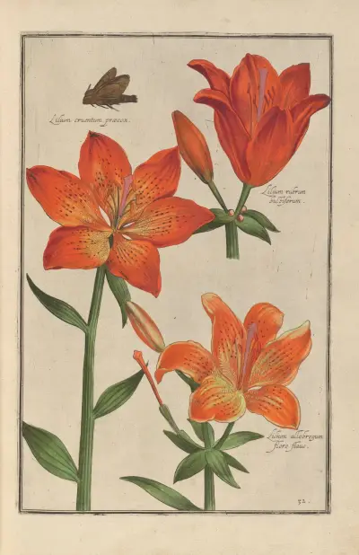 Theatrum florae Pl.34 av Daniel Rabel