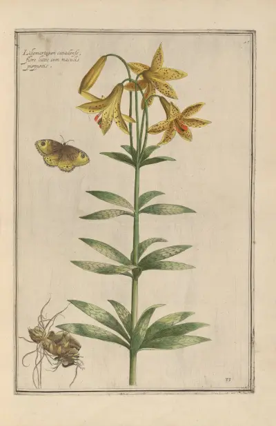 Theatrum florae Pl.35 av Daniel Rabel