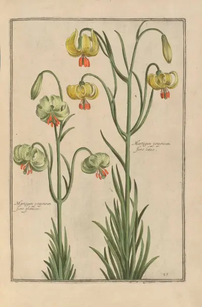 Theatrum florae Pl.37 av Daniel Rabel
