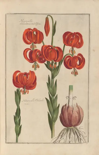 Theatrum florae Pl.38 av Daniel Rabel