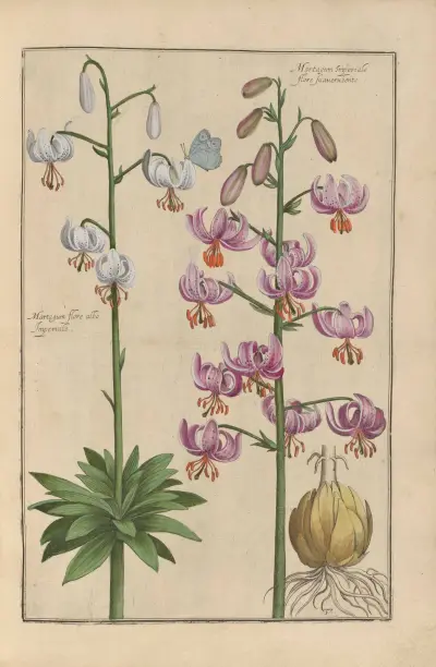 Theatrum florae Pl.39 av Daniel Rabel