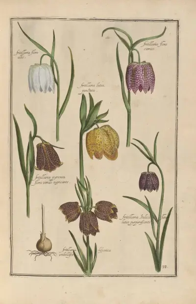 Theatrum florae pl. 40 av Daniel Rabel