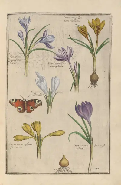 Theatrum florae Pl.41 av Daniel Rabel