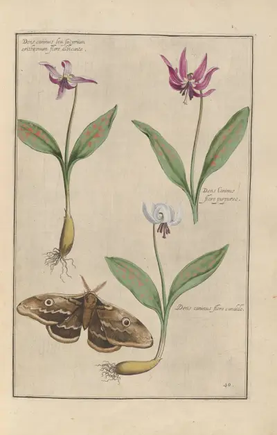 Theatrum florae Pl.42 av Daniel Rabel